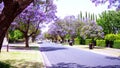 Beautiful purple flower Jacaranda tree lined street in full bloom. Royalty Free Stock Photo