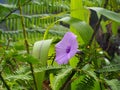 Beautiful purple flower in the jungle of Malaysia