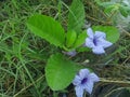 A beautiful purple flower with the Latin name Ruellia Humilis.