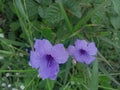 A beautiful purple flower with the Latin name Ruellia Humilis.