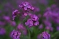 Beautiful purple flower Lunaria annua, called honesty or annual honesty in English Royalty Free Stock Photo