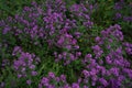 Beautiful purple flower Lunaria annua, called honesty or annual honesty in English Royalty Free Stock Photo