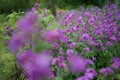 Beautiful purple flower Lunaria annua, called honesty or annual honesty in English Royalty Free Stock Photo