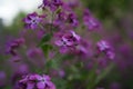 Beautiful purple flower Lunaria annua, called honesty or annual honesty in English Royalty Free Stock Photo