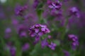 Beautiful purple flower Lunaria annua, called honesty or annual honesty in English Royalty Free Stock Photo