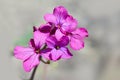 Beautiful purple flower Lunaria annua, called honesty Dollar plant, Moonwort Royalty Free Stock Photo