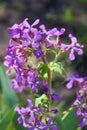 Beautiful purple flower Lunaria annua, called honesty Dollar plant, Moonwort Royalty Free Stock Photo