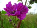 Beautiful purple flower in a meadow Royalty Free Stock Photo