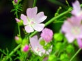 Beautiful purple flower in a meadow