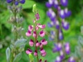 Beautiful purple flower in a meadow Royalty Free Stock Photo