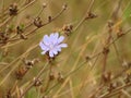 Beautiful purple flower in a meadow Royalty Free Stock Photo