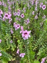 Beautiful purple flower meadow, flower field in the garden