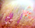 Beautiful purple flower in meadow Royalty Free Stock Photo