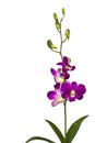 Beautiful purple flower (Orchid) isolated Royalty Free Stock Photo