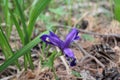 A beautiful purple flower with petals grows in the forest