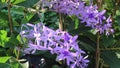 Beautiful purple flower plant in garden