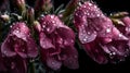 Beautiful purple flower with raindrops created with generative AI technology Royalty Free Stock Photo