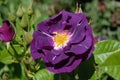 Beautiful purple flower on a Shrub Rose, Rhapsody in Blue Royalty Free Stock Photo