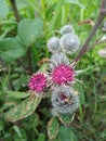 Beautiful purple flower with a small ball with thorns and green leaves Royalty Free Stock Photo