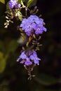 Beautiful purple flower with small buds Royalty Free Stock Photo