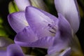 Beautiful purple flower with smooth petals and pistils Royalty Free Stock Photo