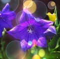 Beautiful purple flower surrounded by circles of light