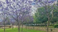 Beautiful purple flower trees in the park Turia Valencia