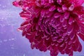 Beautiful purple flower underwater. Background and screen saver Royalty Free Stock Photo