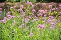 Beautiful purple flower of Verbena bonariensis, also know as purpletop vervain, clustertop vervain, Argentinian vervain, tall