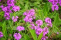 Beautiful purple flower of Verbena rigida, known as slender vervain or tuberous vervain, is a flowering herbaceous perennial plan Royalty Free Stock Photo