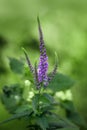 Beautiful purple flower Veronica spicata on green blurred background close-up. Speedwell in a meadow, close-up. Meadow and field Royalty Free Stock Photo