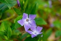 Beautiful purple flower of Vinca Pervinca on background of green leaves. Vinca minor konw as small periwinkle, small periwinkle, Royalty Free Stock Photo