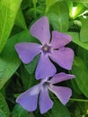 Beautiful purple flower of Vinca Pervinca on background of green leaves.