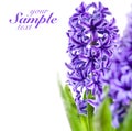 Beautiful purple flowers Royalty Free Stock Photo