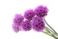 Beautiful purple flowers Royalty Free Stock Photo