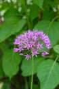 Flower head of Allium aflatunense Purple Sensation on green nature background Royalty Free Stock Photo