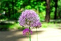 Flower head of Allium aflatunense Purple Sensation on green nature background Royalty Free Stock Photo