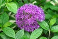 Flower head of Allium aflatunense Purple Sensation on green nature background Royalty Free Stock Photo