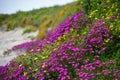 Beautiful purple flowers along the coast of Griffiths Island in Victoria Royalty Free Stock Photo