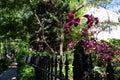 Beautiful Purple Flowers along a Residential Sidewalk in Lincoln Park Chicago during Summer Royalty Free Stock Photo