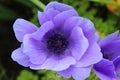 Beautiful Purple Anemone Coronaria Flower Royalty Free Stock Photo
