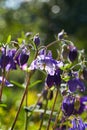 Beautiful purple flowers Aquilegia vulgaris