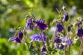 Beautiful purple flowers Aquilegia vulgaris Royalty Free Stock Photo