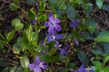 Beautiful purple flowers on background of green leaves. Periwinkle as decoration of garden. Young spring flowers