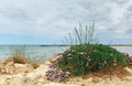 Beautiful purple flowers on a background of the sea Royalty Free Stock Photo