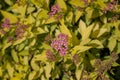 Beautiful purple flowers on a background of yellow foliage. Close-up