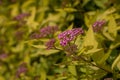 Beautiful purple flowers on a background of yellow foliage. Closeup