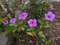 Beautiful purple flowers that bloom very beautifully in the yard Royalty Free Stock Photo