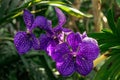 Beautiful purple flowers blooming in the tropical greenhouse Royalty Free Stock Photo