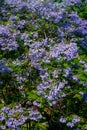 Purple jacaranda tree blooming in Sping sunny day Royalty Free Stock Photo